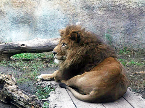 「天敵」と言われるシマウマとライオンだが、ライオンがシマウマを捕れる確率はせいぜい２割程度、とされている。