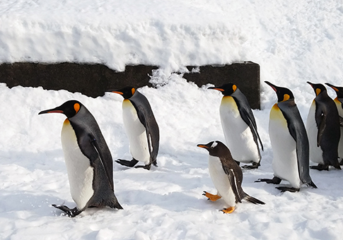 毎年雪が降り積もった時期に行われる「ペンギンの散歩」の様子。